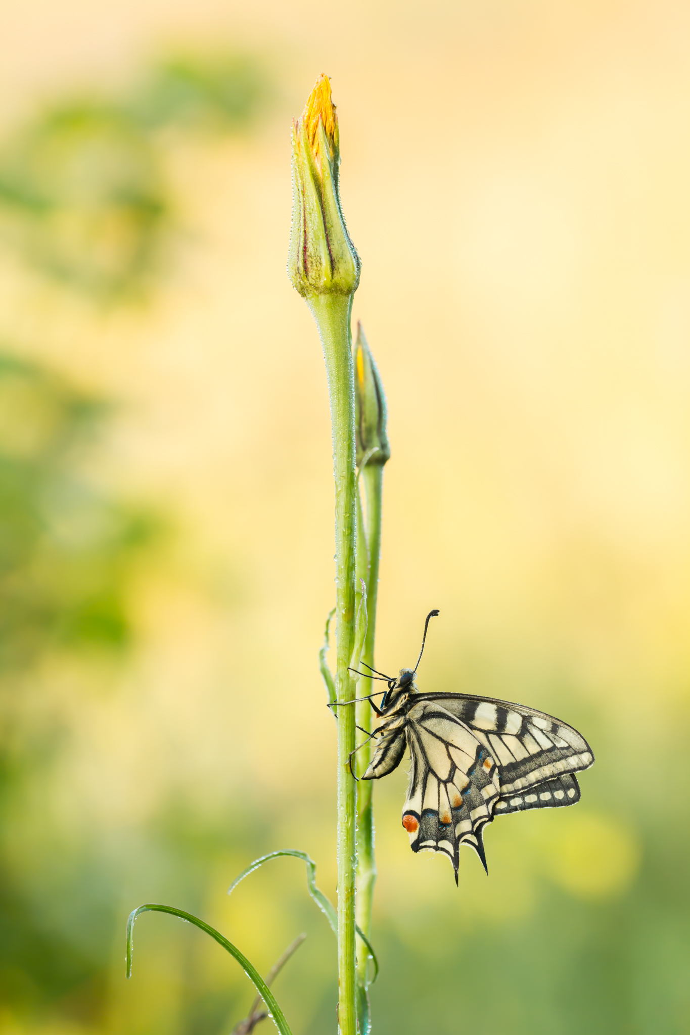 Koninginnenpage, Page, Koningin, Vlinder, Vlinders, Butterflies, Butterfly, Leo Deknatel, Deknatel, Deknatelfotografie, Vlinders fotograferen, Vlinderfotografie, Natuurfotografie, Insect, Insecten, Natuur,